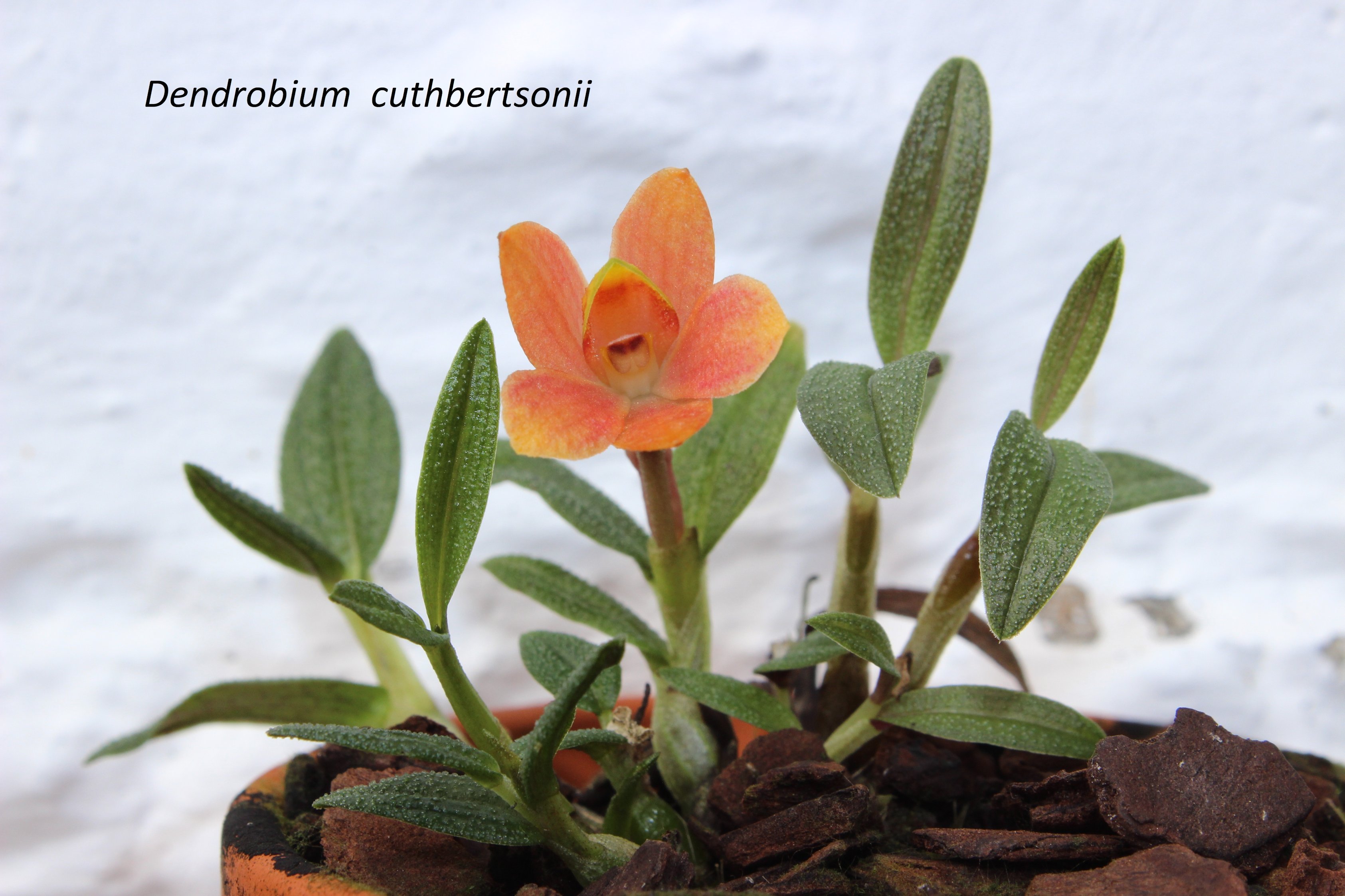 Dendrobium cuthbertsonii 170928034157667954