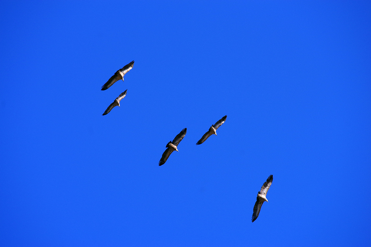 Les vautours de St May en Drome Provencale 171101091513858389