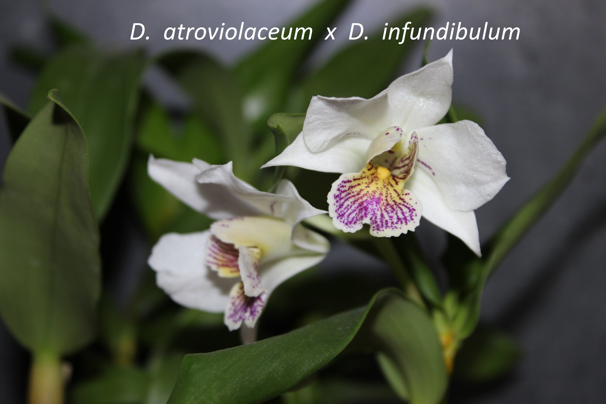 Dendrobium atroviolaceum X dendrobium infundibulum 171230023422975437