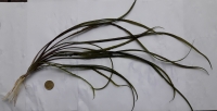 [VENDU] Plantes : Bucephalandra/Crinum/Microsorum [94]  Mini_180429044130642229